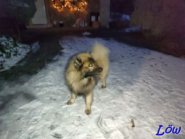 3.1.2025 - Geisterhund